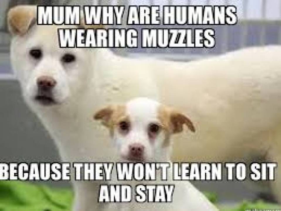 2021年4月1日:Ch-Ch-Ch-Ch-转变…。已经在路上了|星际飞船地球