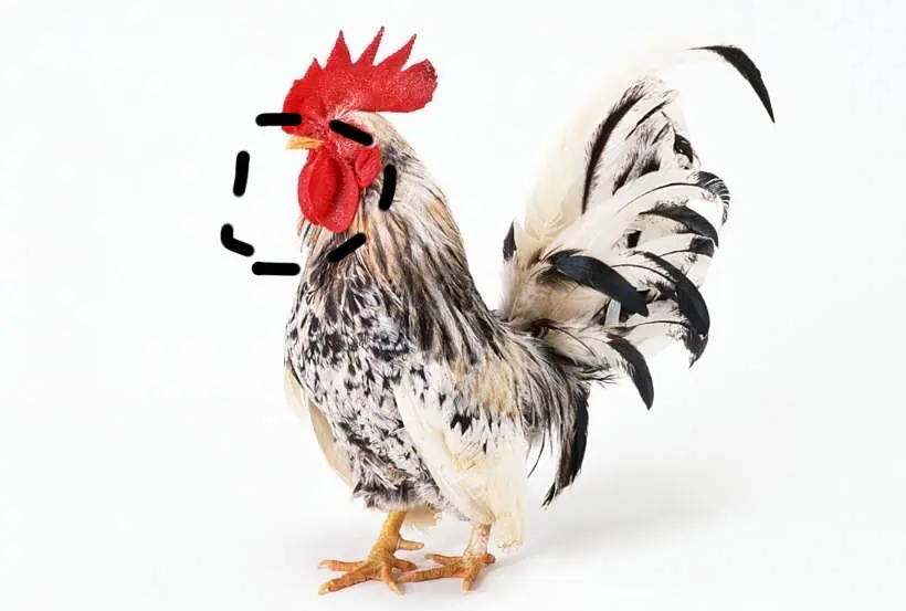 主题:不懂就问,鸡下巴下垂的那坨肉学名叫什么?