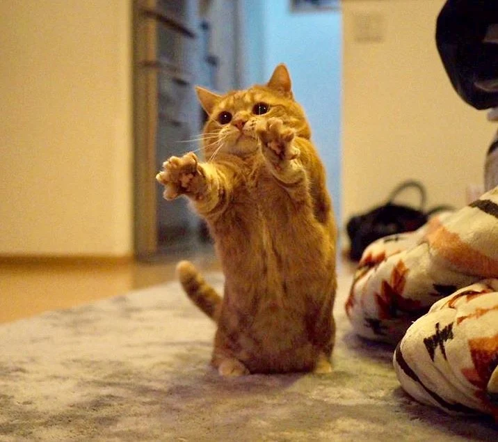 闲扯 晒猫者人恒晒之 猫科时间 Minecraft 我的世界 中文论坛 手机版 Powered By Discuz