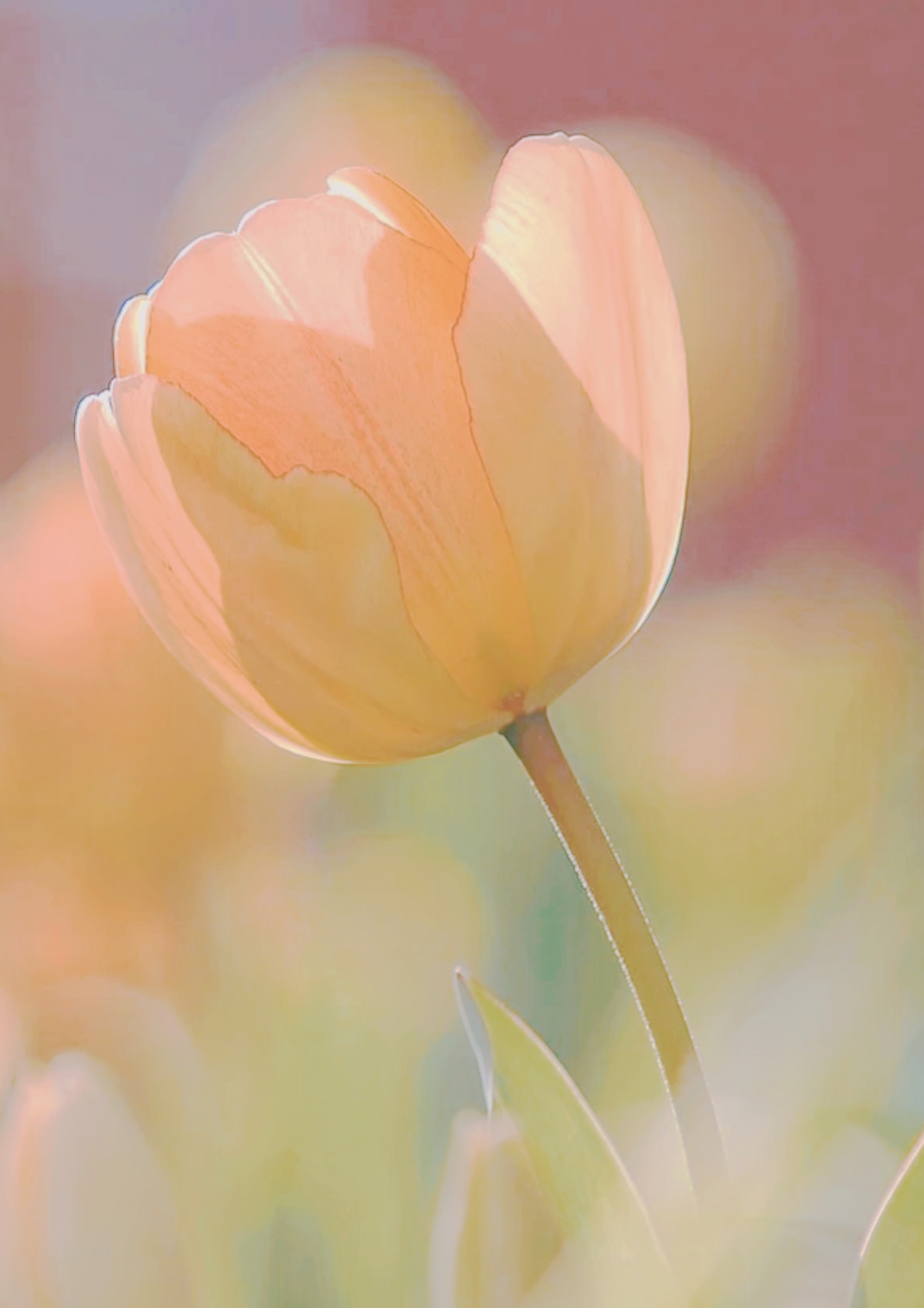 主题:【pbc图楼】送几张照片调底图 [14]收藏该贴已收藏只看楼主