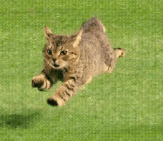 猫咪奔跑