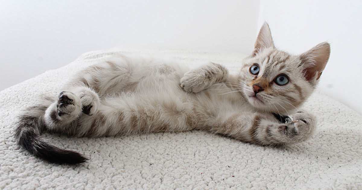 Mengatasi login WMS indihome yang tidak muncul