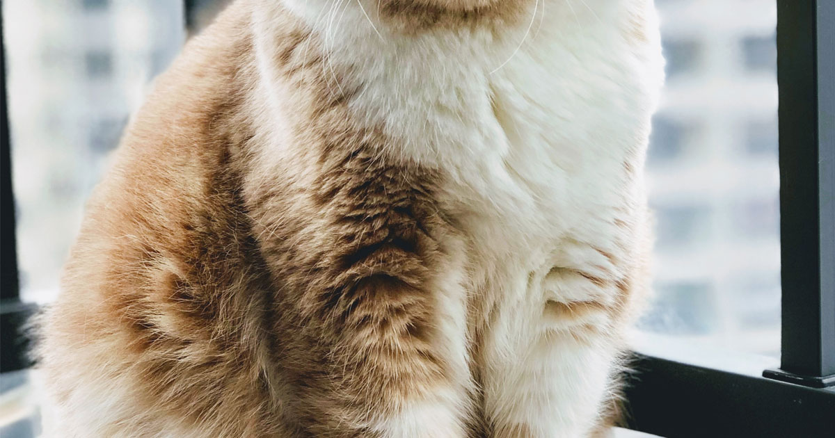 PCLZIP_ERR_MISSING_FILE (-4)