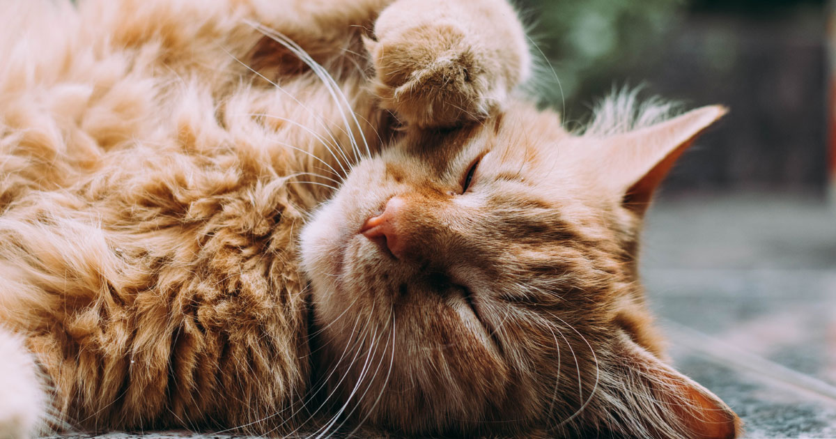 Suspend Unsuspend cPanel using CLI