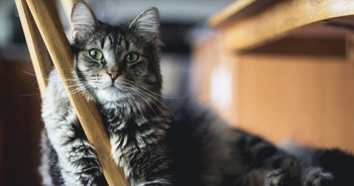 Wordpress FTP Credentials