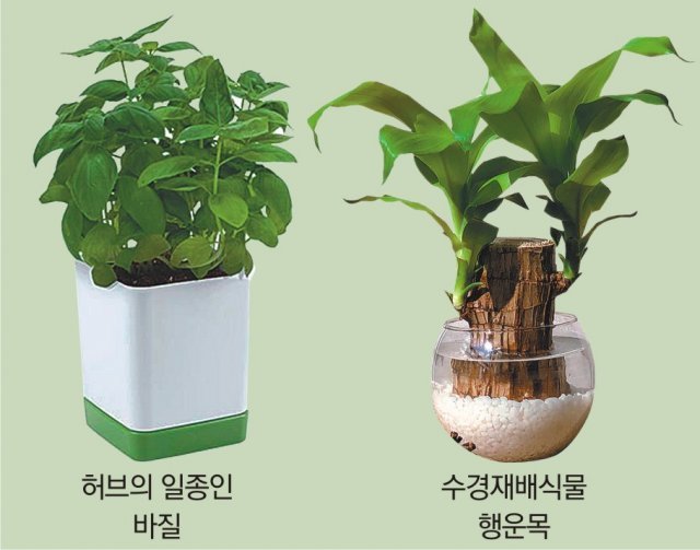 韩国室内伴生植物销售额增长265% 韩国电商头条 第1张
