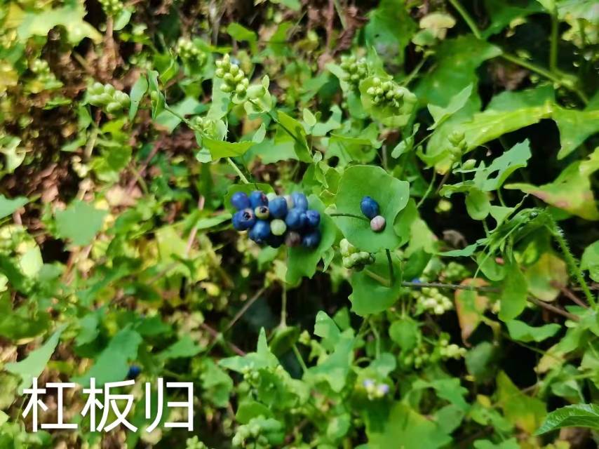呵呵呵